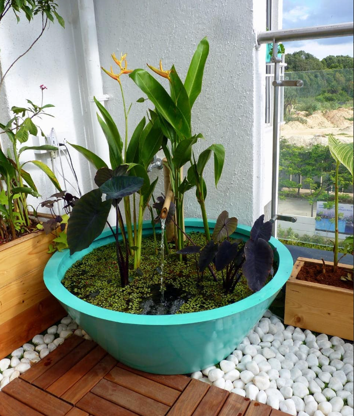 Indoor Water Plants Palasa