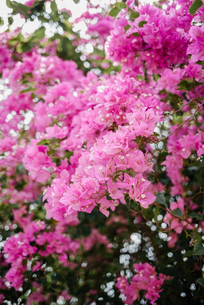 Bougainvillea