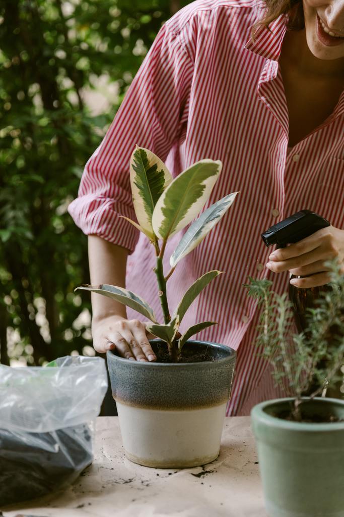 A Beginner's Guide to Fertilizing Your Indoor and Outdoor Plants