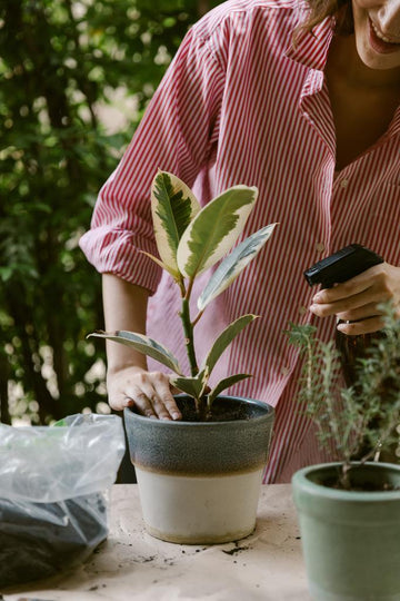 A Beginner's Guide to Fertilizing Your Indoor and Outdoor Plants