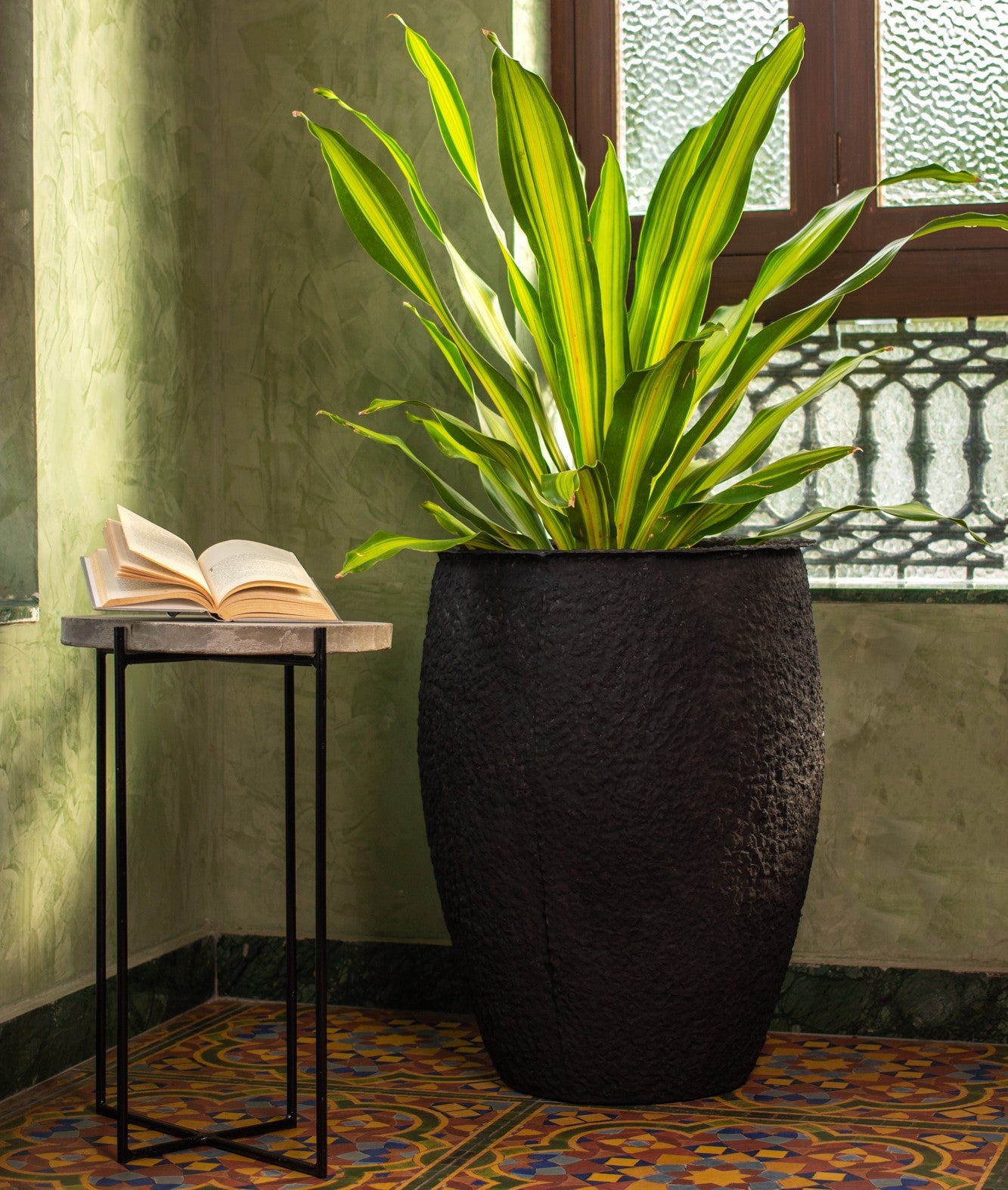 How to Care for Your Dracaena Dara Singh