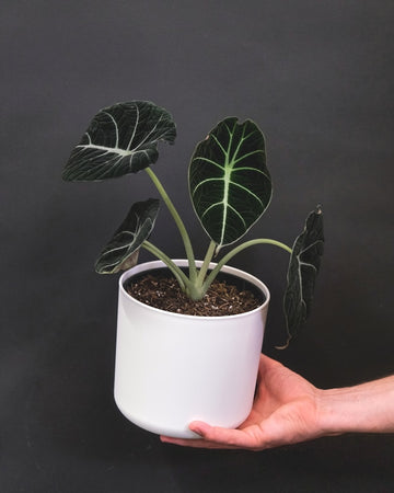 how to care for Alocasia plant India. Best tips to care for alocasia plant 