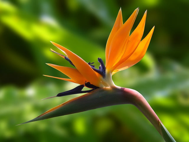 A Complete Guide to Caring for Birds of Paradise Plants