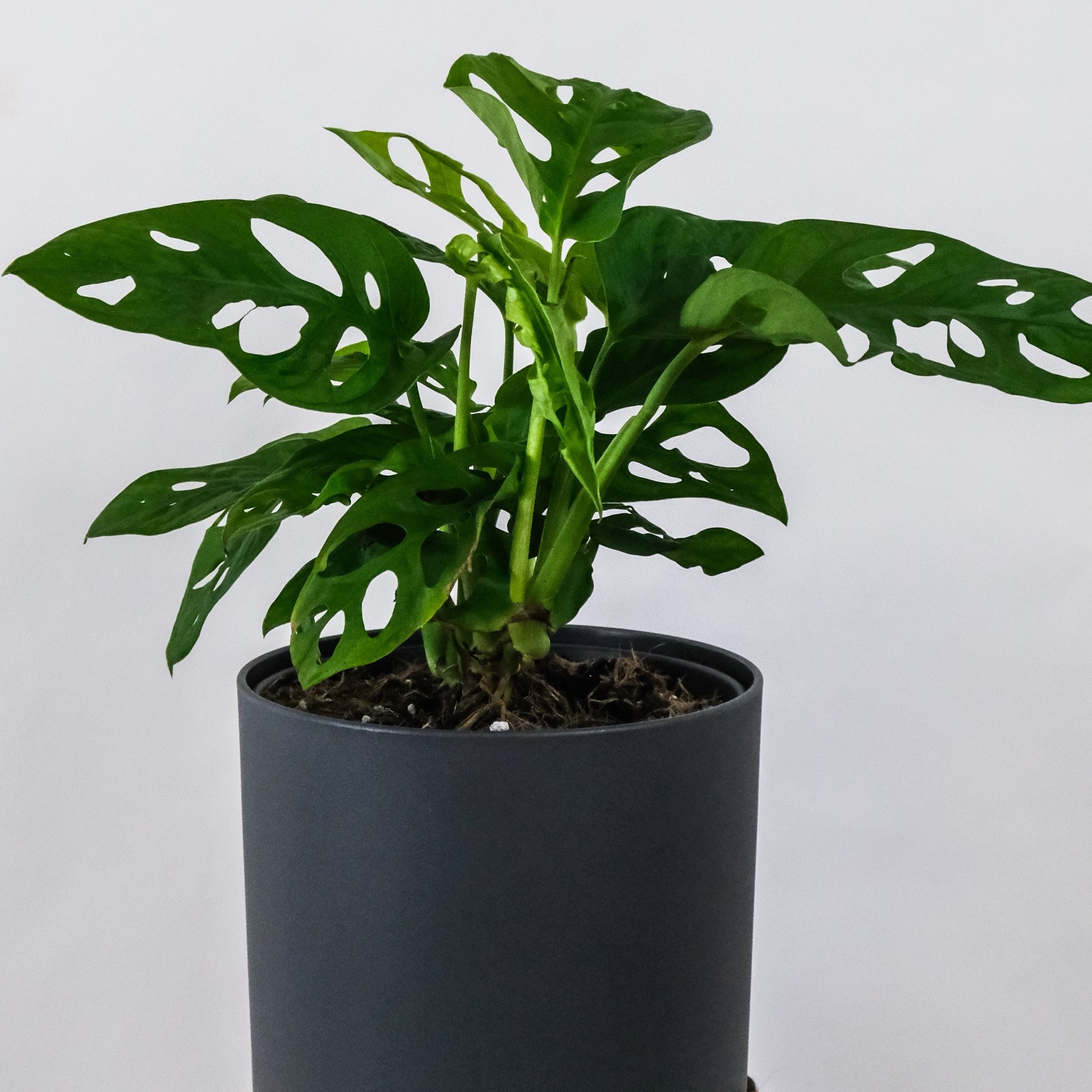How to Care for Your Monstera Obliqua
