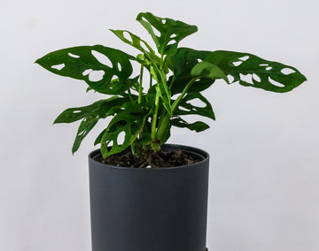 How to Care for Your Monstera Obliqua