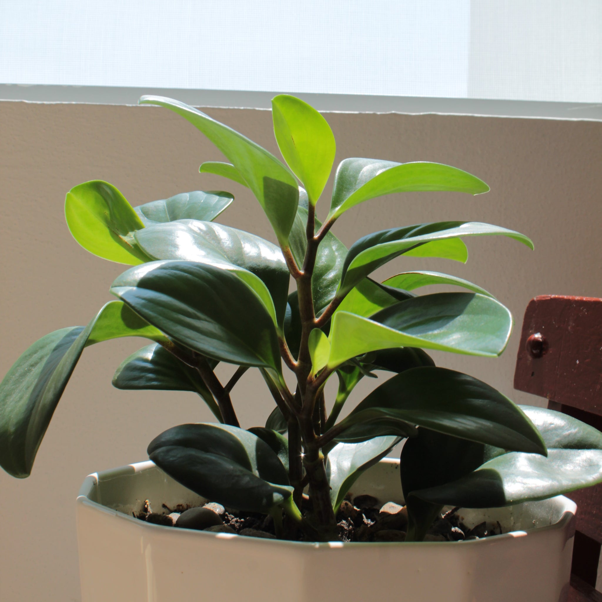 A Guide to Caring for Peperomia Obtusifolia: Tips and Tricks to help care for your Peperomia Plant