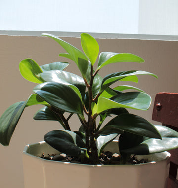 A Guide to Caring for Peperomia Obtusifolia: Tips and Tricks to help care for your Peperomia Plant