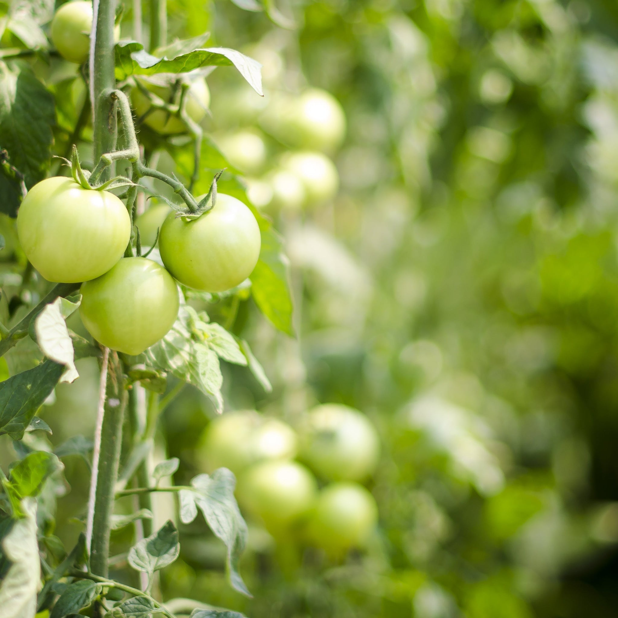 How To Grow A Vegetable Garden At Home In India how-to-grow-a-vegetable-garden-at-home-in-india