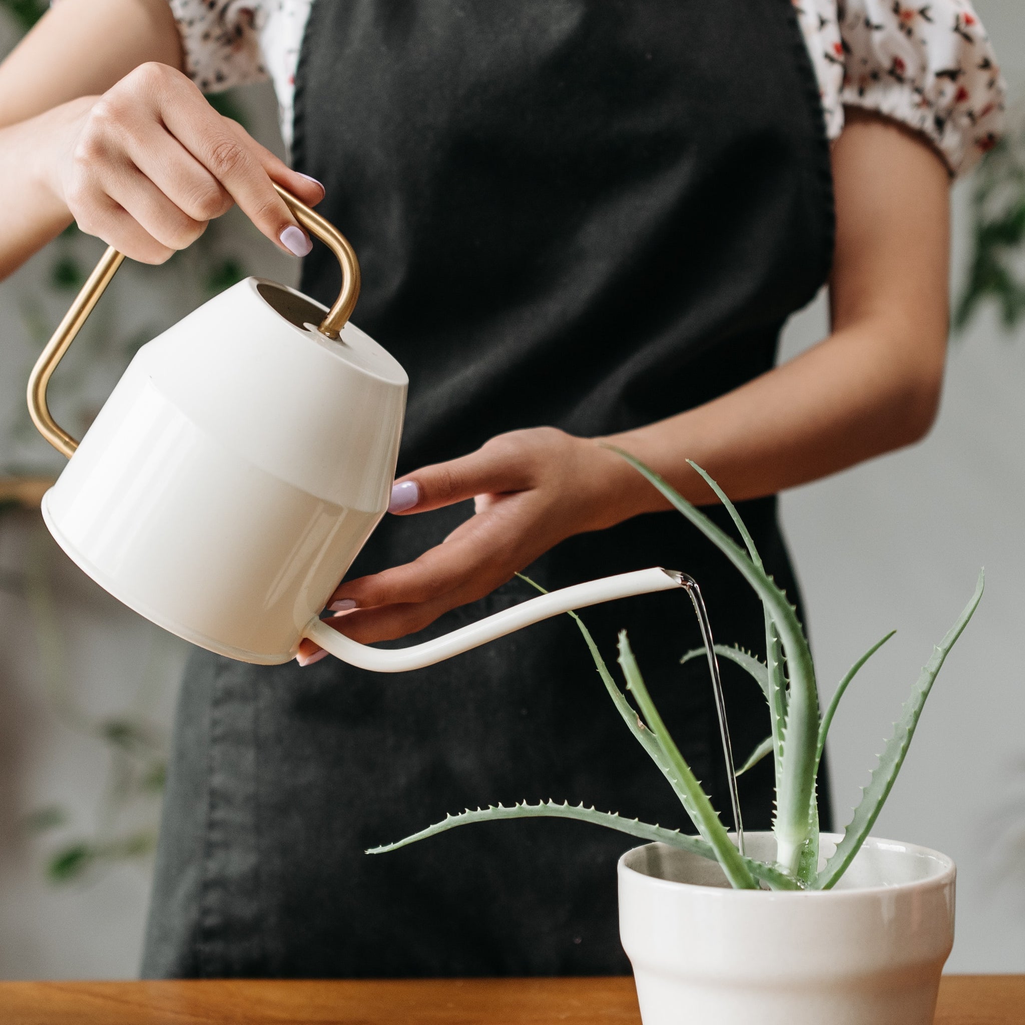 A Complete Guide to Watering Your Indoor Plants