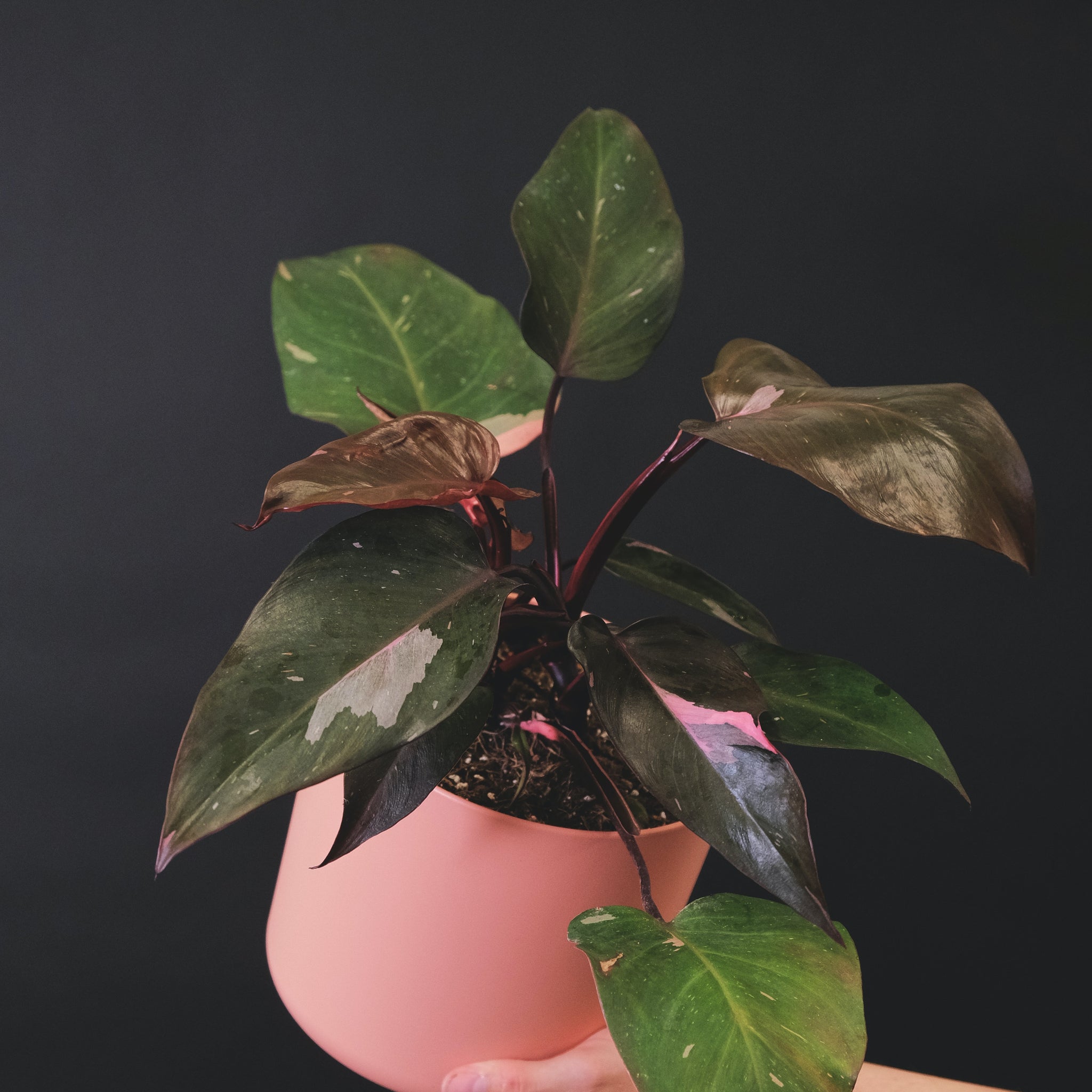 How to care for your Pink Princess Philodendron : Do’s and Don’ts