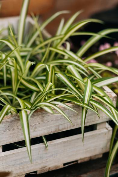 A Complete Guide to Caring for Your Spider Plant