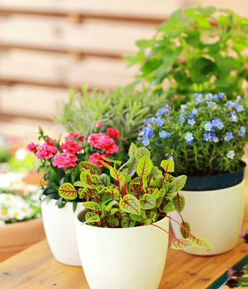 Spring Gardening: 8 Tips to Get Your Garden Ready for Growing Season