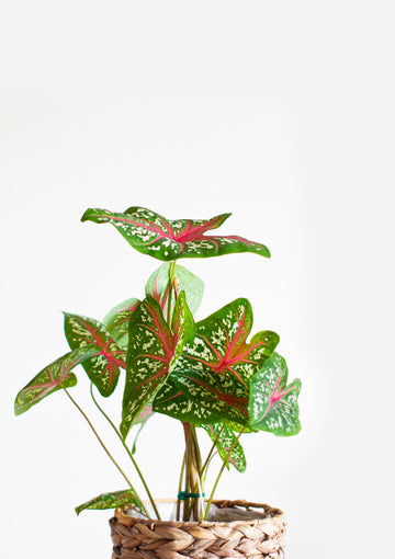 Planters for Caladium (Caladium bicolor)