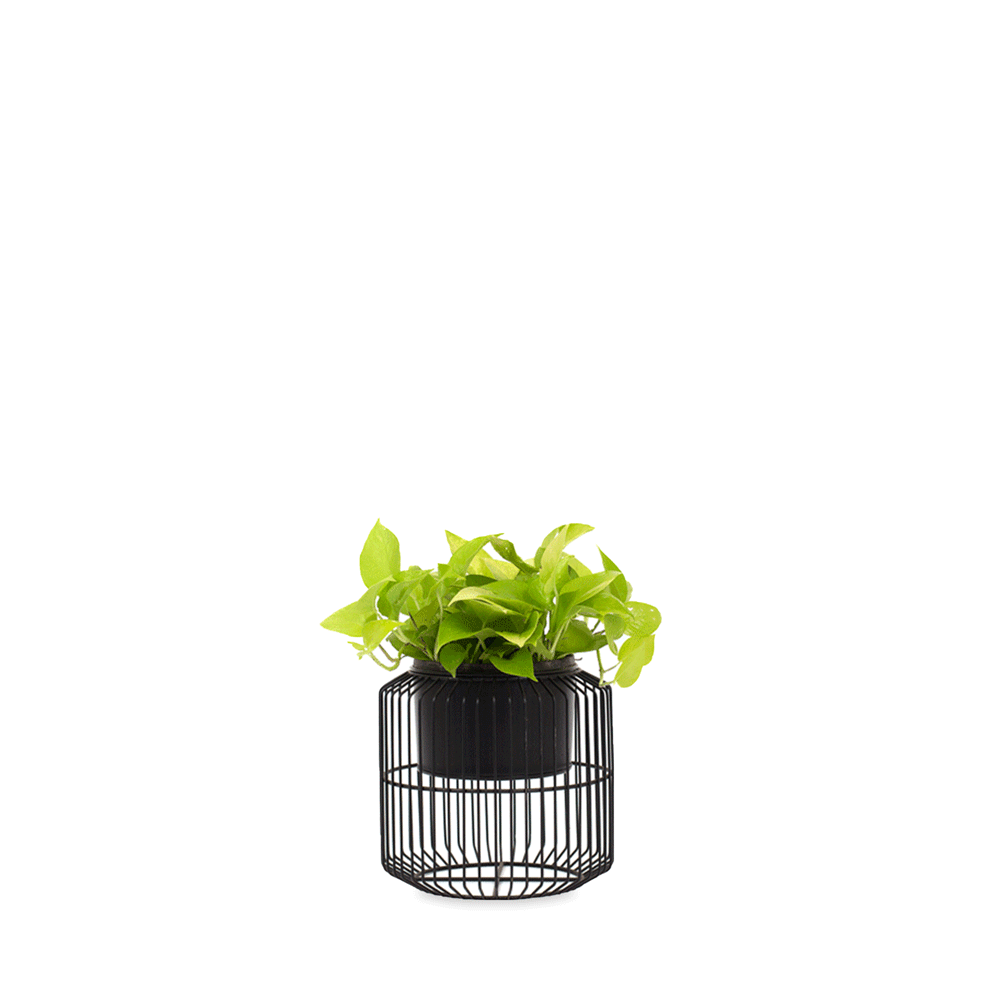 This beautiful black metal planter set can be placed anywhere in your homes or office spaces. Best metal planters in Bangalore. Order online. Free shipping PAN India