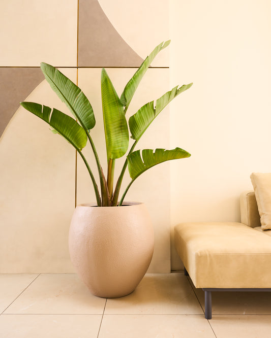 Cora FRP Round Planter by Studio Palasa is the perfect indoor plant pot for anyone looking for a living room planter or balcony planter. This big planter is made from FRP and light weight and easy to maintain
