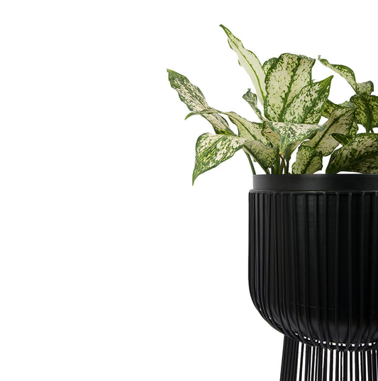 Our Jordan Metal Indoor Planter is a statement piece that adds a touch of modern elegance to any setting. The sleek, minimalist design complements both contemporary and traditional decor, making these planters a versatile choice for your home.