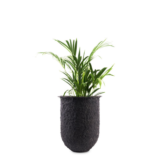 The allure of Palasa's Black coral-finished Ammo FRP Planter lies in its unique rough texture, which adds a charming rustic appeal to its overall aesthetic. Buy Black floor planter online India