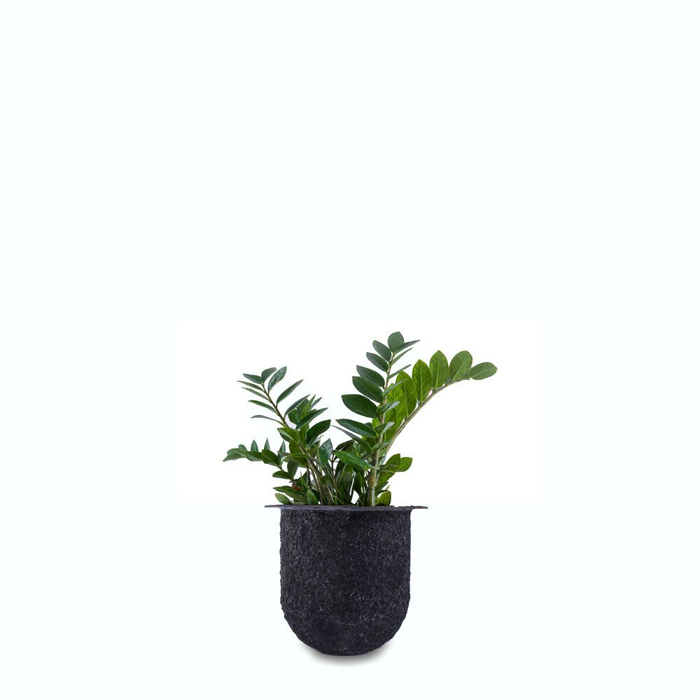 The allure of Palasa's Black coral-finished Ammo FRP Planter lies in its unique rough texture, which adds a charming rustic appeal to its overall aesthetic. Buy Black floor planter online India