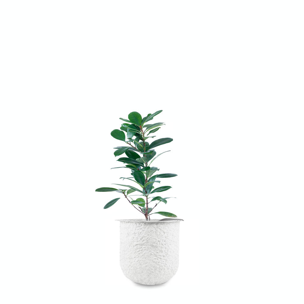 The allure of Palasa's white coral-finished Ammo FRP Planter lies in its unique rough texture, which adds a charming rustic appeal to its overall aesthetic. Buy White floor planter online India