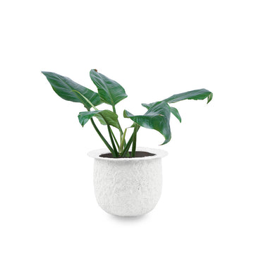 Aqua Round Desk Planter - Coral Finish