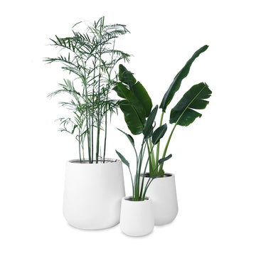 Aquila Series