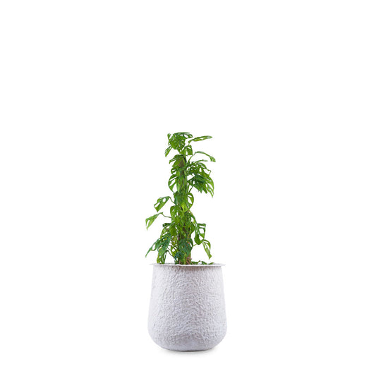 Aquila Round Planter White Coral Finish