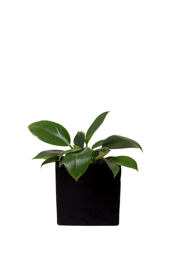 Black Slate Desk Planter Pot
