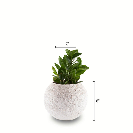 Circle of Life (S) Coral Finish Planter