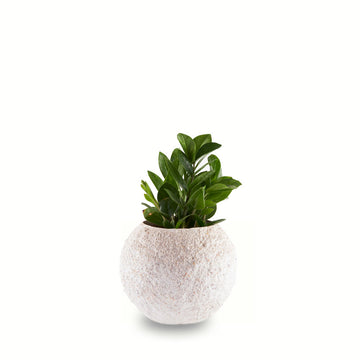 Circle of Life (S) Coral Finish Planter