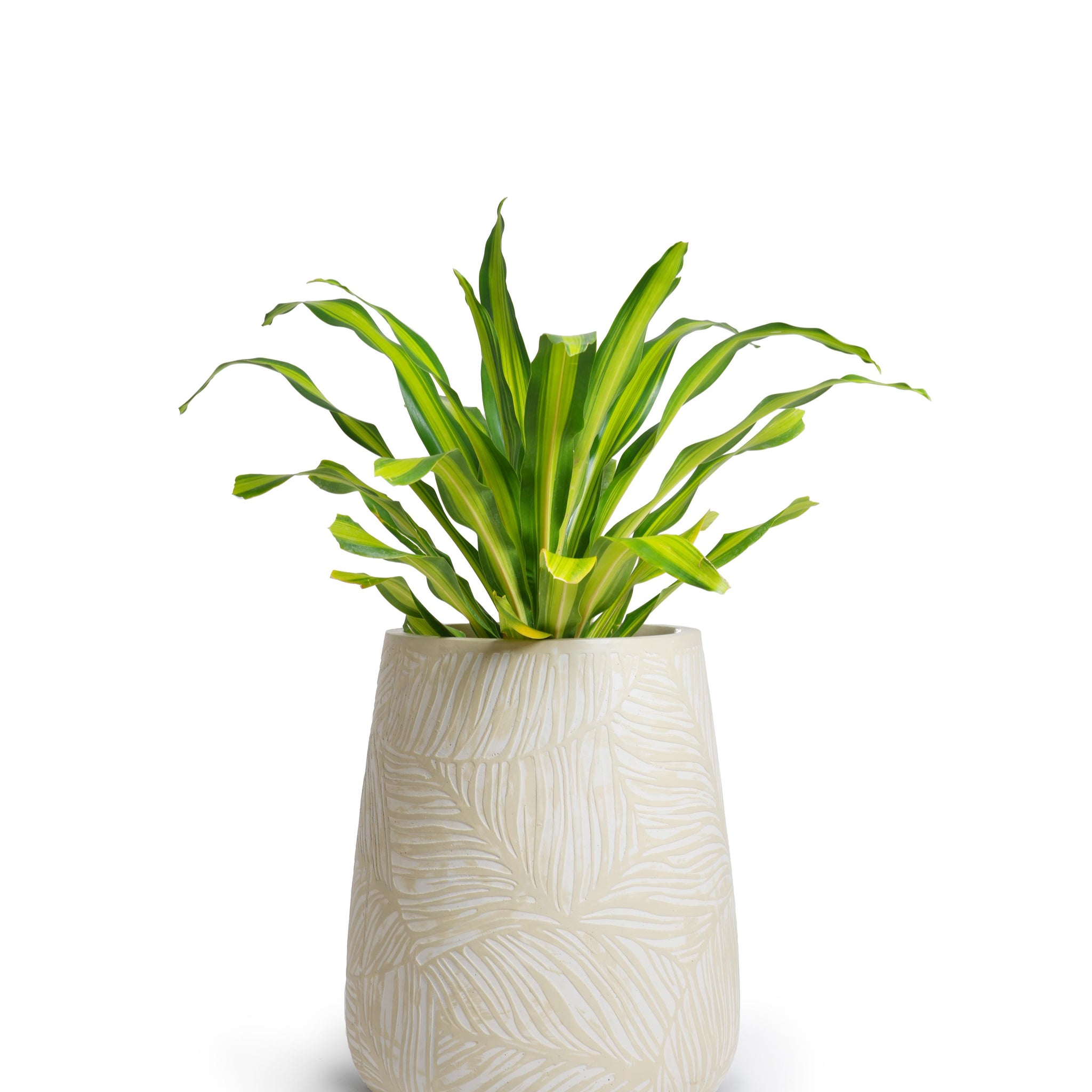 Rex Floor Planter