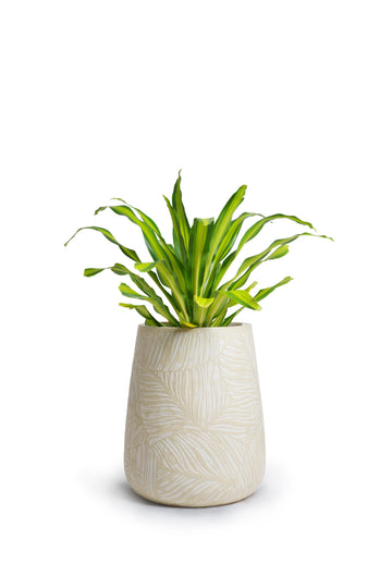 Rex Floor Planter