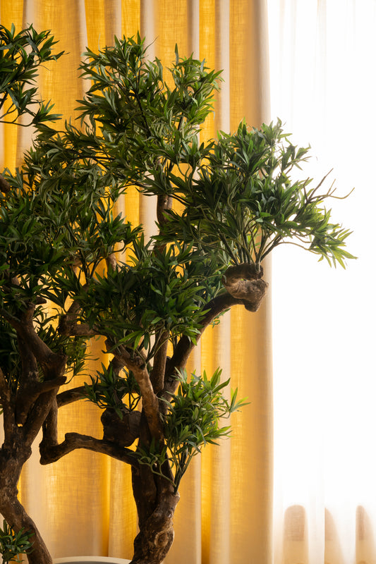 Faux Podocarpus Bonsai