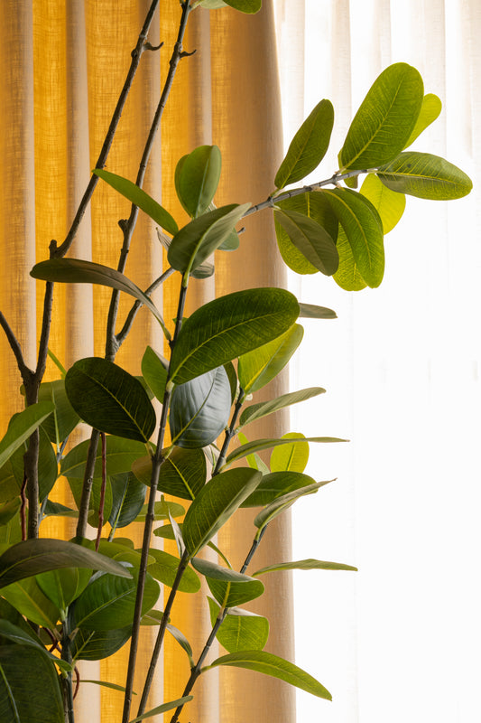 Faux Rubber Plant
