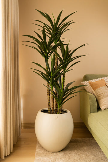 Faux Dracena Plant