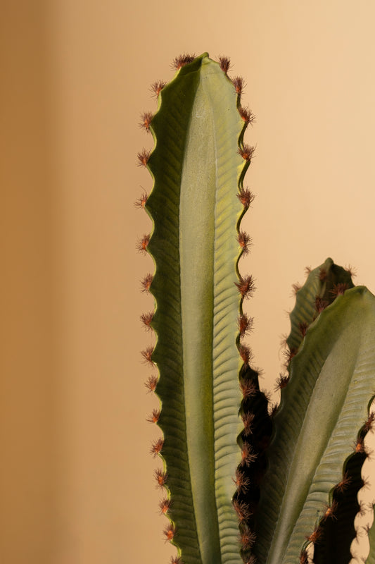Faux Cactus Plant