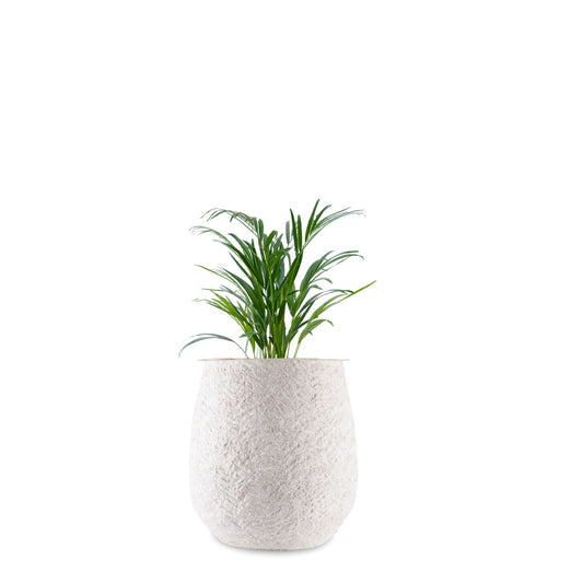 Dewdrop (S) Coral Finish - White Planter by Studio Palasa with the unique texture provides a rustic appeal to its overall appearance. This planter pot can be placed indoors and outdoors.