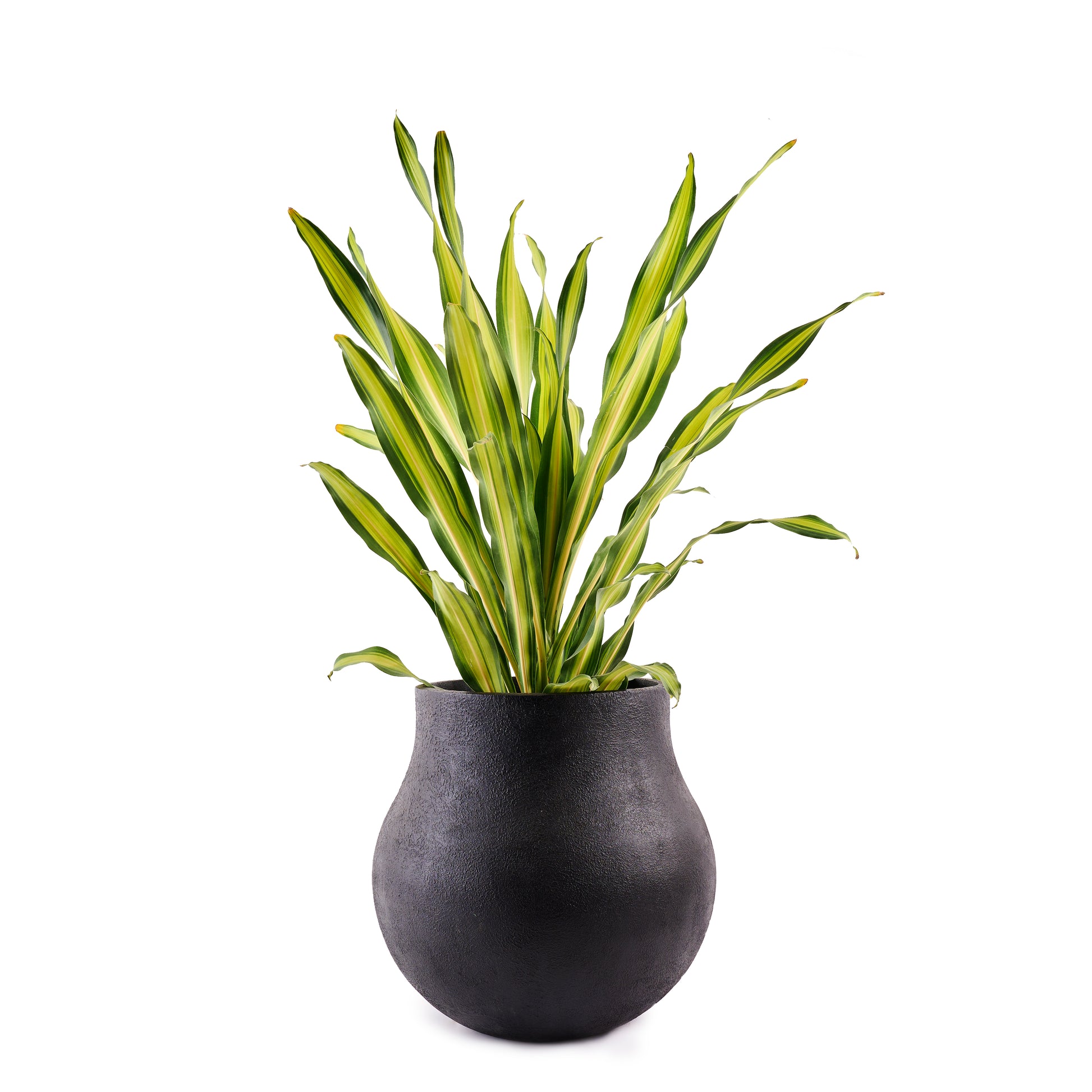 The Black Zuri round FRP Planter by Palasa is an ideal fit for classic and contemporary residences and gardens. This Large plant pot can be used indoors and outdoors.