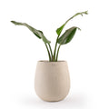 Buy FRP beige round pots Bangalore. Modern planters for Indoor, Outdoor, Balcony and Garden. Explore our wide range of FRP Planters, Concrete pots, GRC pots, Living room Planters, Garden Planters, Balcony Pots, Indoor Plant Pots, Hanging pots @Palasa. Large FRP planters available in various colours.