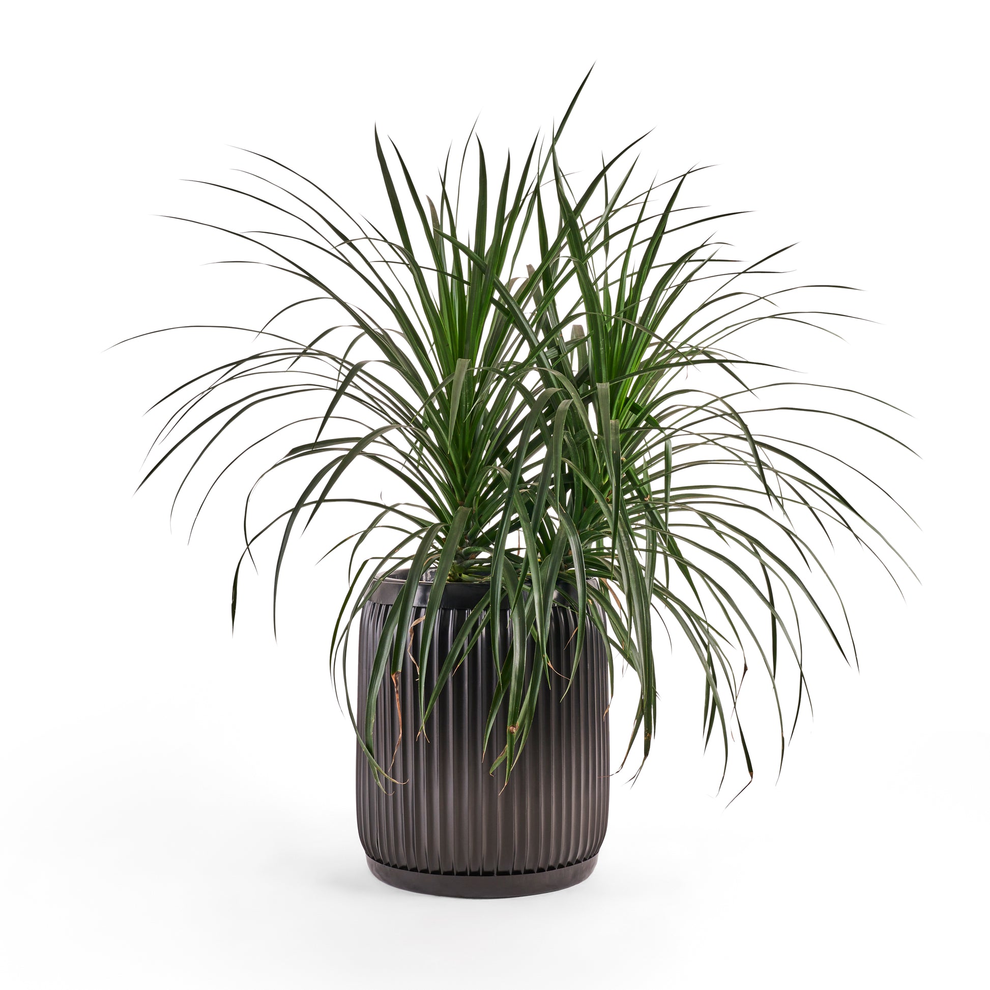 This beautiful large black metal planter by Palasa can bring life to any space. Use this black metal indoor planter pot set any where in your living room, bedroom or even entryway. Buy Indoor planter pot for living room India online.