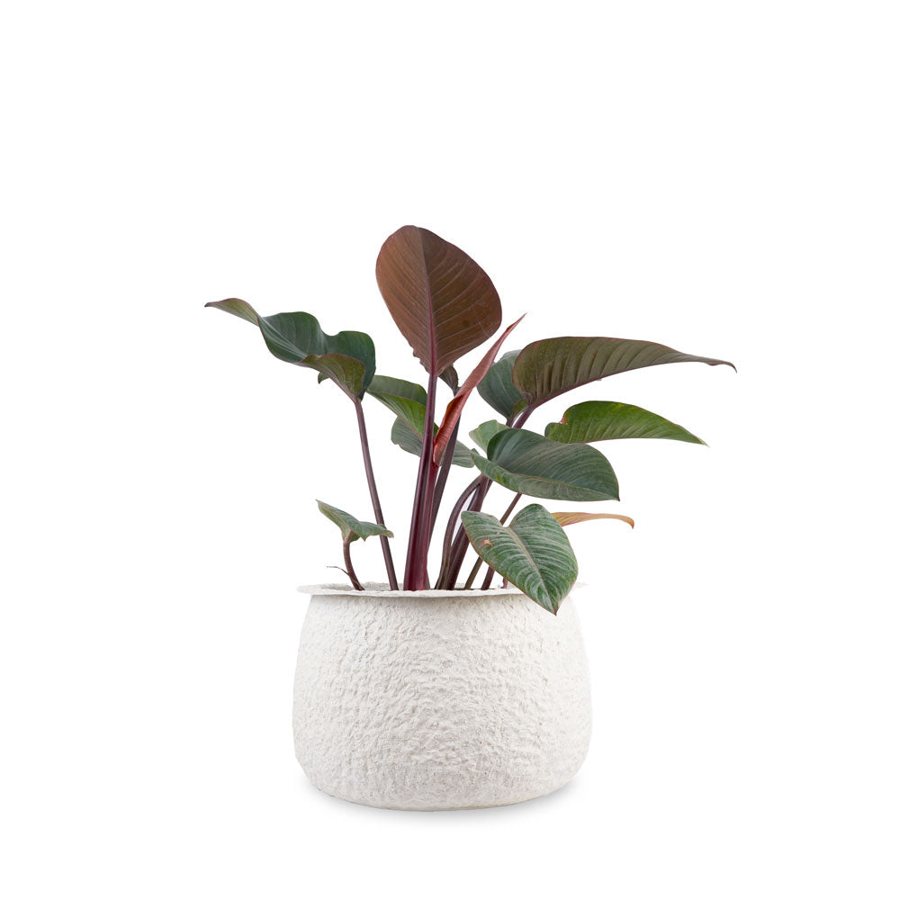 Shop online for beautiful modern planters that can be placed either indoors or outdoors.