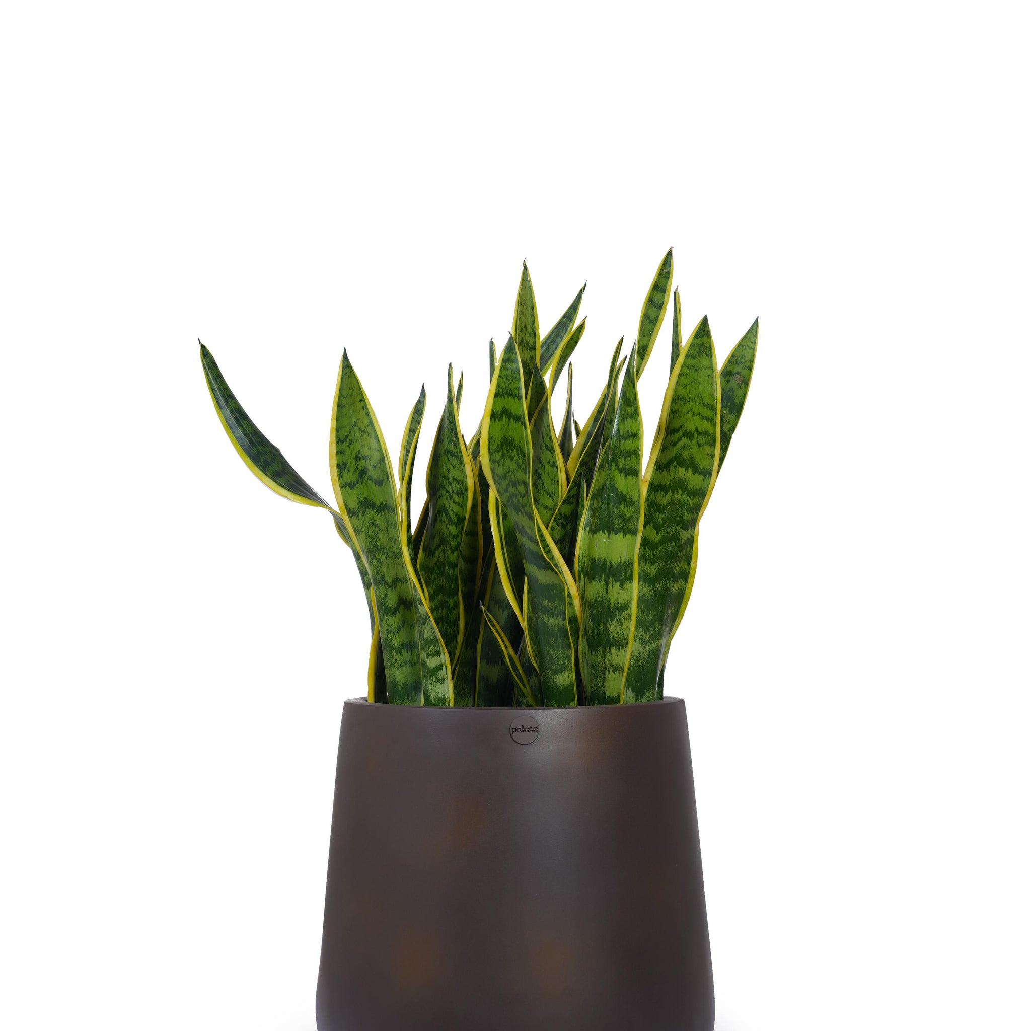Aquila Medium Floor Planter in Matt Brown