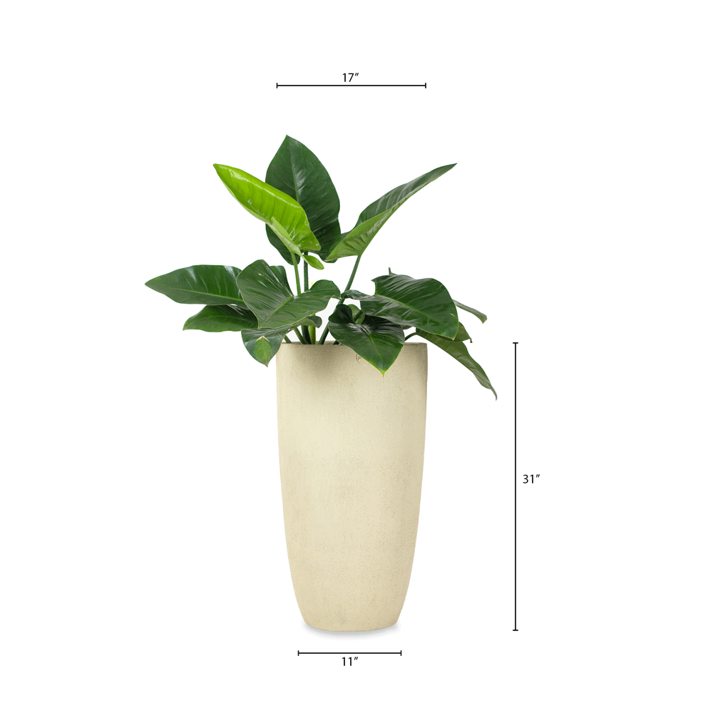 This set of three FRP planters by Palasa is sure to create a lovely corner in your balcony or indoor area. The beige tall planters pots are perfect for your balcony garden or living room. Buy living room planters today at Palasa