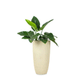 This set of three FRP planters by Palasa is sure to create a lovely corner in your balcony or indoor area. The beige tall planters pots are perfect for your balcony garden or living room. Buy living room planters today at Palasa