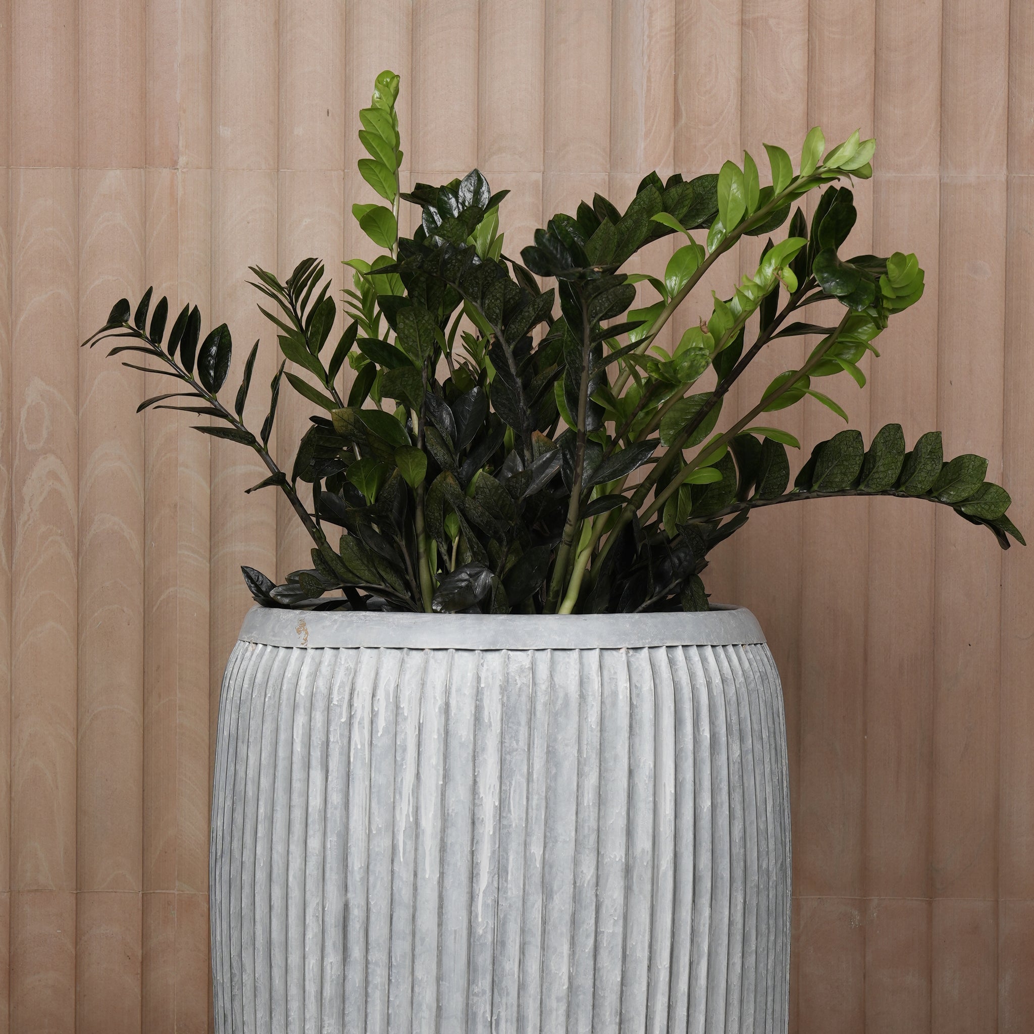 Buy Planters Online India - Safe Payment, Fast delivery, Free Shipping. Choose from a wide variety of luxury Planters to bring joy to your home. Luxury Planters on Sale.