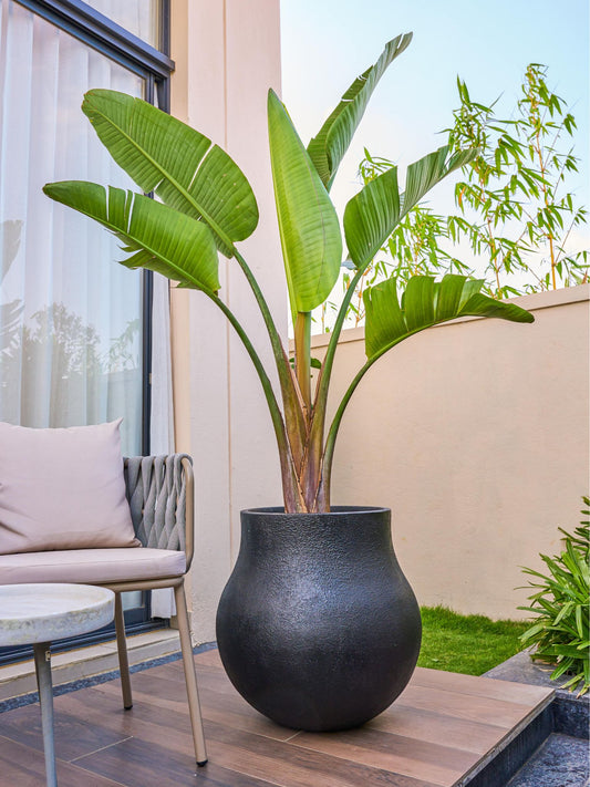 The Black Zuri round FRP Planter by Palasa is an ideal fit for classic and contemporary residences and gardens. This Large plant pot can be used indoors and outdoors.