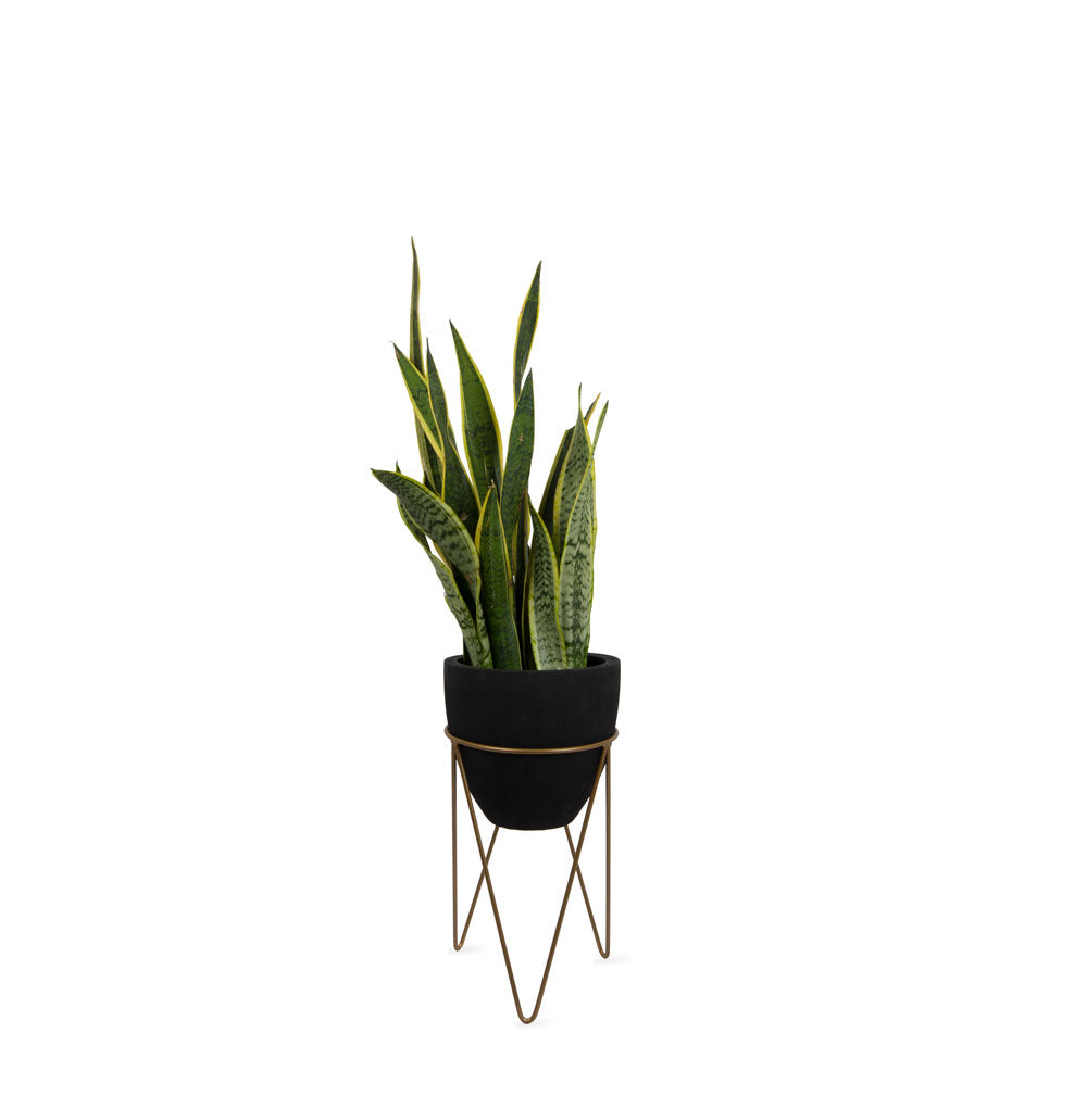 This fiberglass black planter with gold stand designed by Studio Palasa is an ideal fit for your indoor spaces like your entryway or any corner of your home or office space. Combined with the stand, the planter adds a dramatic effect onto your plants. 