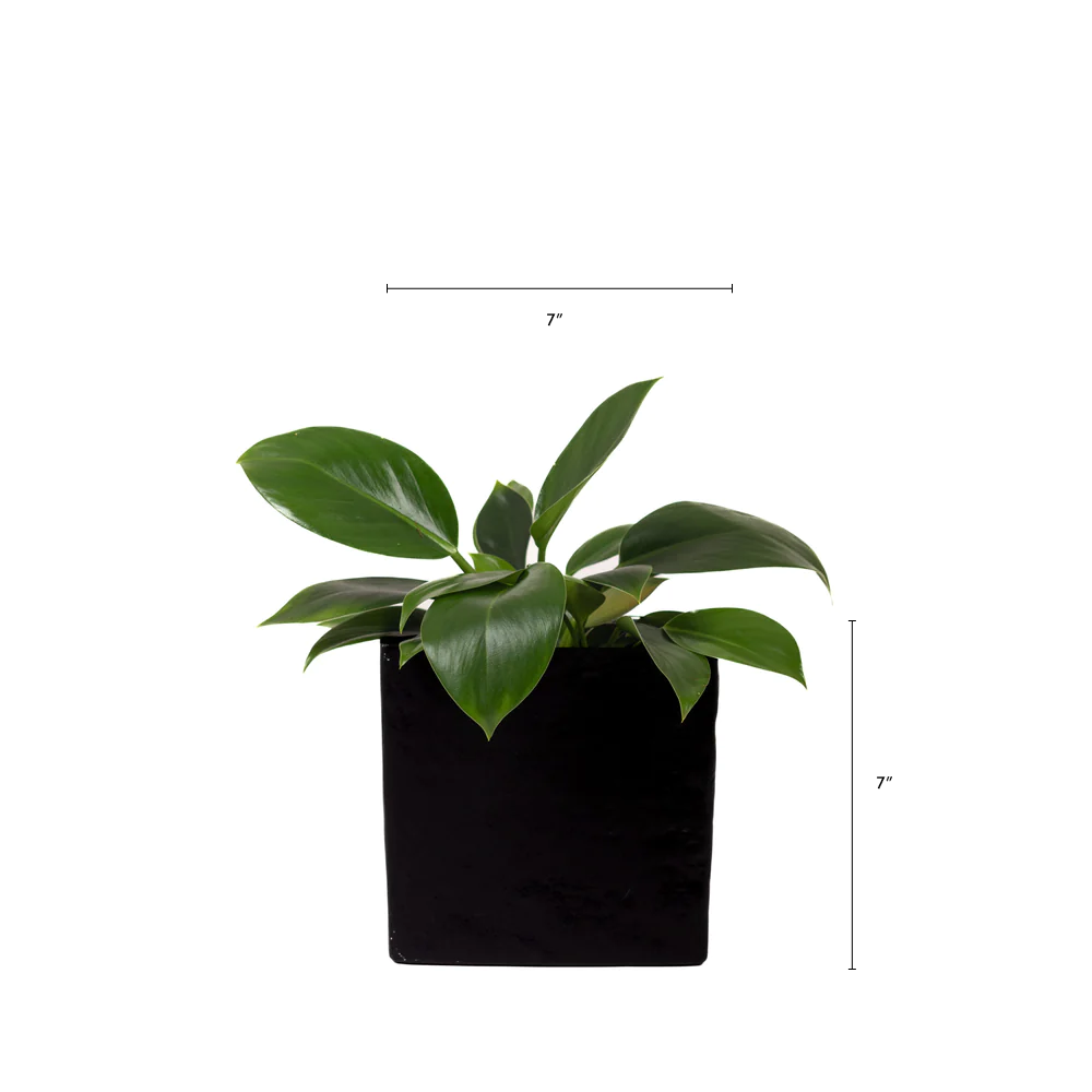 blackslatedeskplanteredited19_