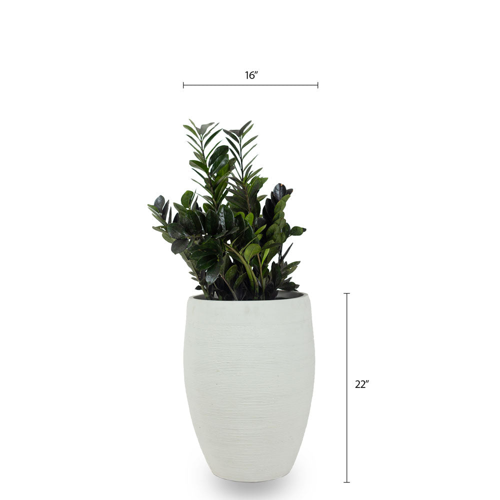 Buy round circular planters in Bnagalore online. White planters that have a beatutiful texture in Matt white available online in India