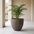 Centa planter with an areca palm on a veranda