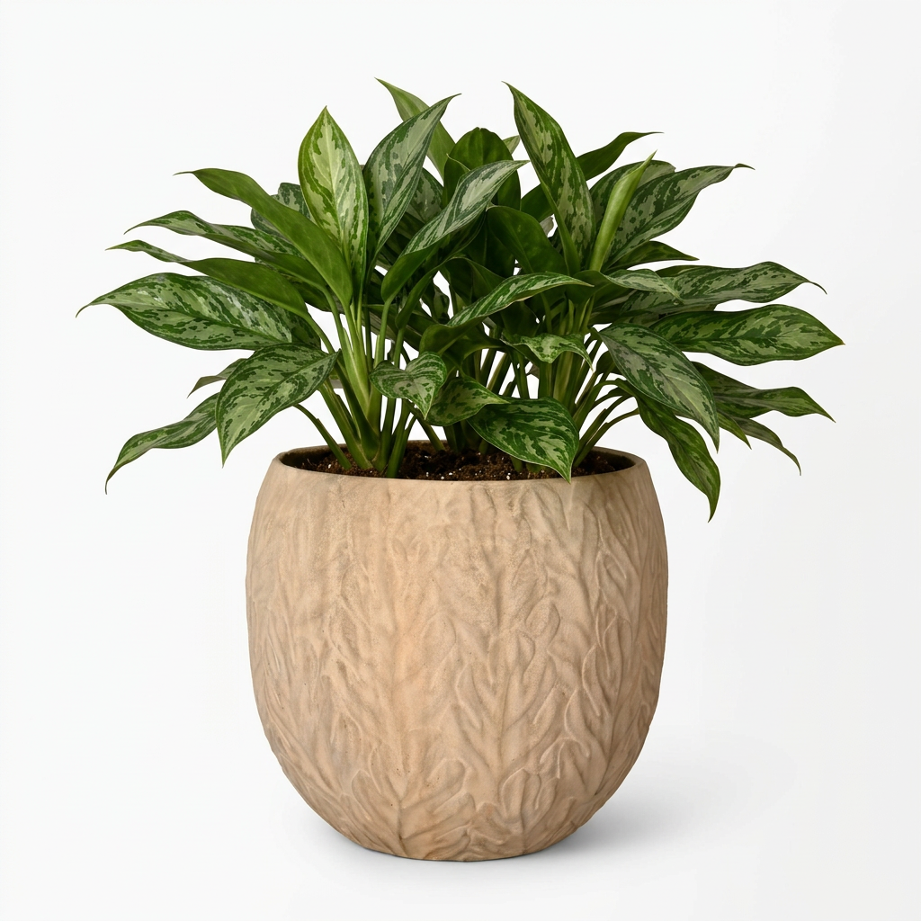Tisha planter with Aglaonema on plain white background